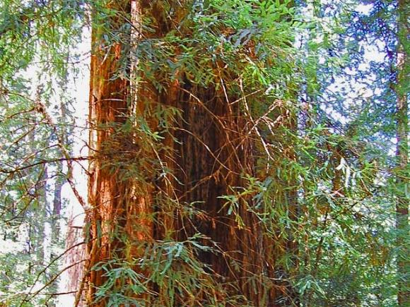 An old-growth redwood in the Heritage Grove at Sam McDonald County Park picks up the light. David McSpadden photo/Creative Commons.