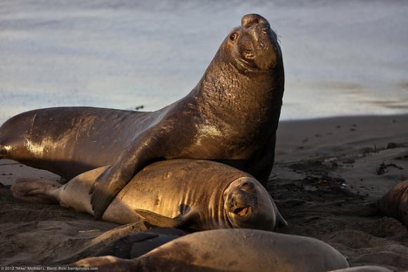 Romance time at Piedras Blancas. Photo credit to Mike Baird / Creative Commons