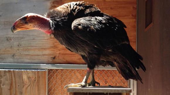 Miracle, the first condor born in the wild in Big Sur in 100 years, is recuperating in the Oakland Zoo. Photo courtesy Oakland Zoo.