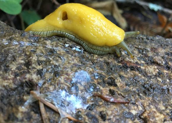 A banana slug shows off its slime in Henry Cowell Redwoods State Park. Photo by Sarah McQuate.