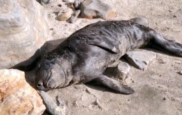 Too young to swim, this female elephant seal pup washed up the beach near Waddell last week. Doug Ross photo.